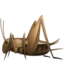 🦗